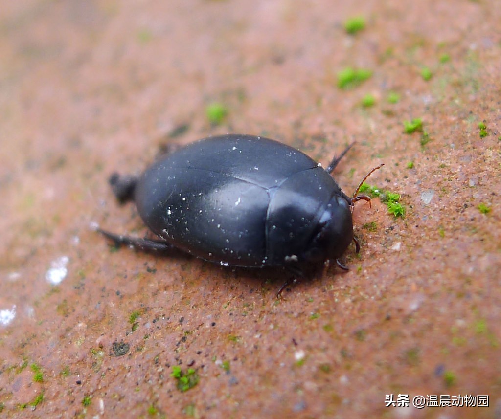 可怕的虫子科普知识,揭秘各种虫子