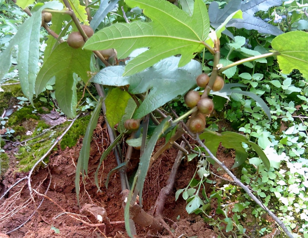 俗称南方野人参,俗称广东人参