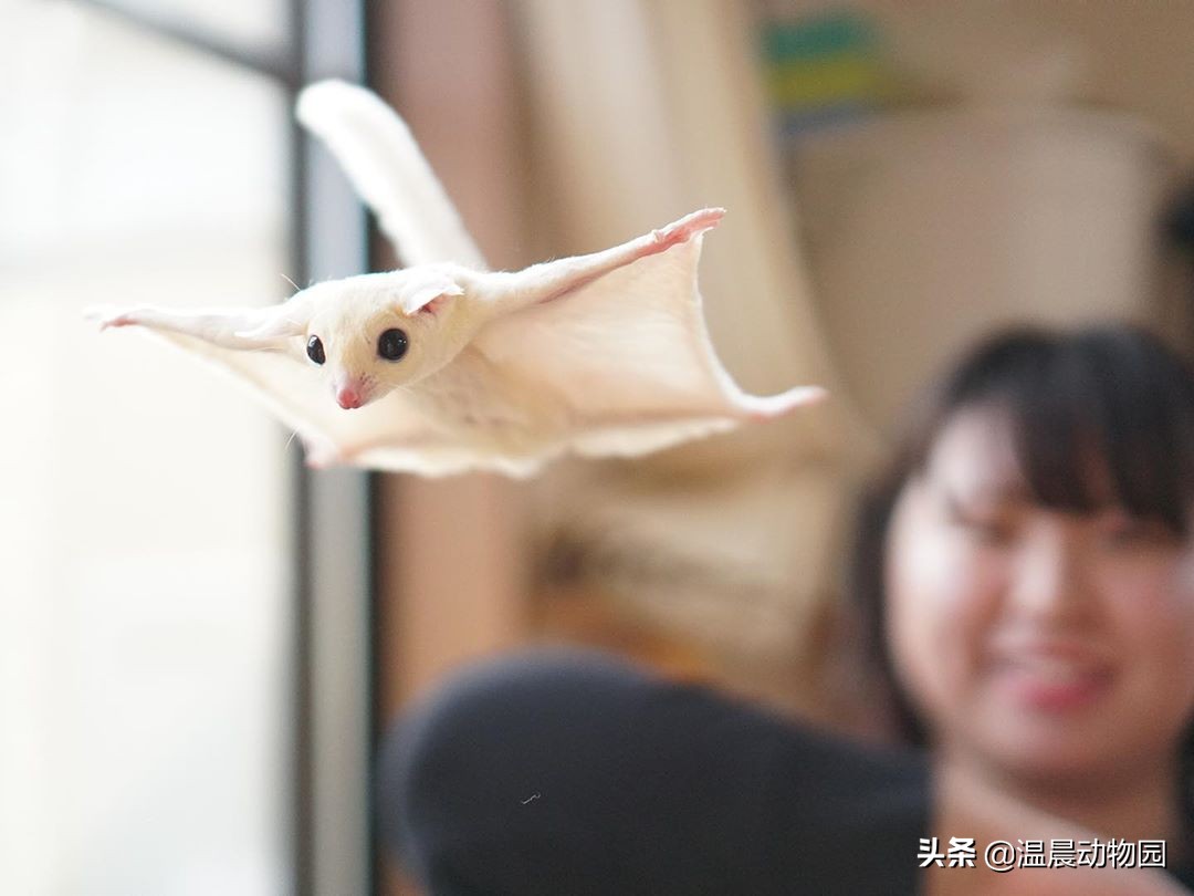 怎么看蜜袋鼯性格好不好,蜜袋鼯皮毛颜色