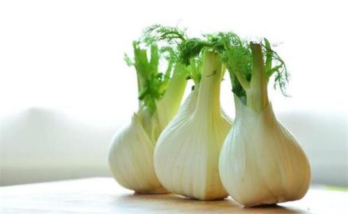 茴香种植时间和方法球茎茴香,带根的茴香怎么种植最好