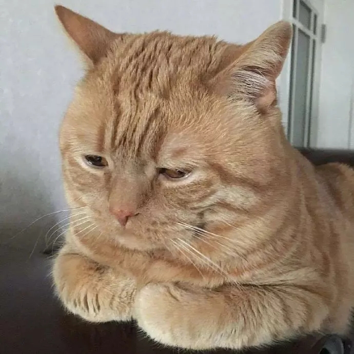 猫咪合照摆摊,猫咪摆摊图片