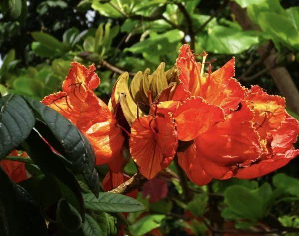 澳洲鹦鹉大规模死亡,澳大利亚大量鹦鹉离奇死亡