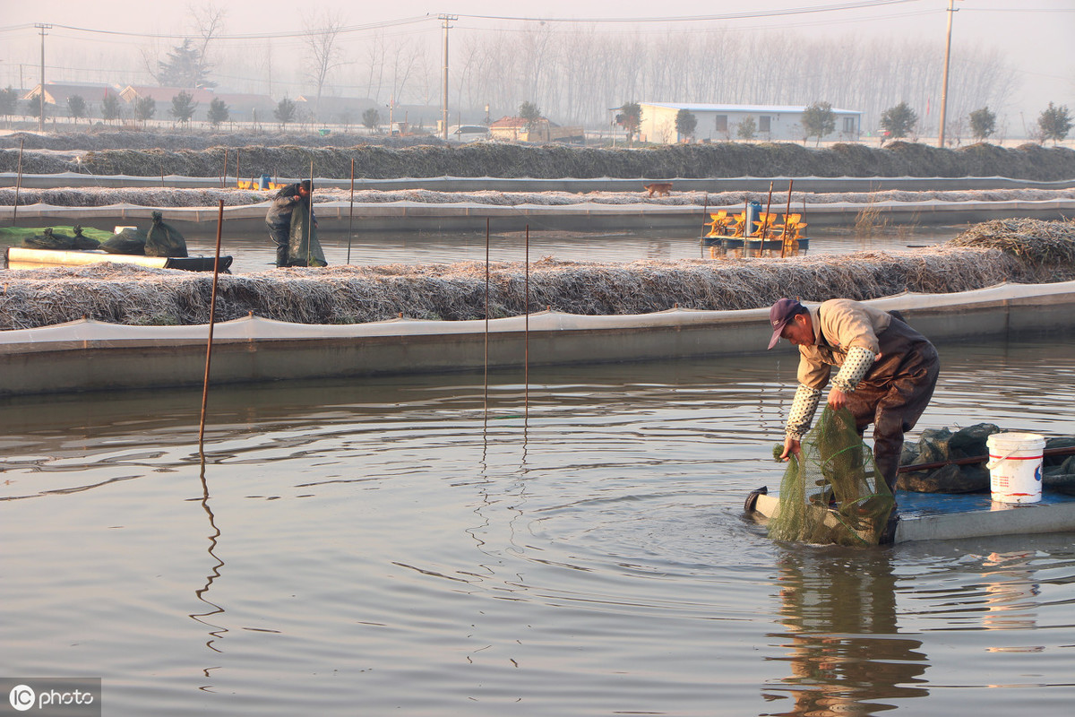 养殖河蟹的条件和方法是什么,正确放苗是河蟹养殖成功的第一步