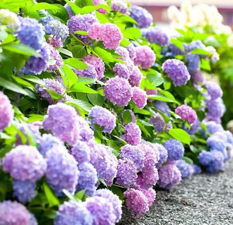 没有阳台也可以种花,没有院子没有阳台适合种什么花