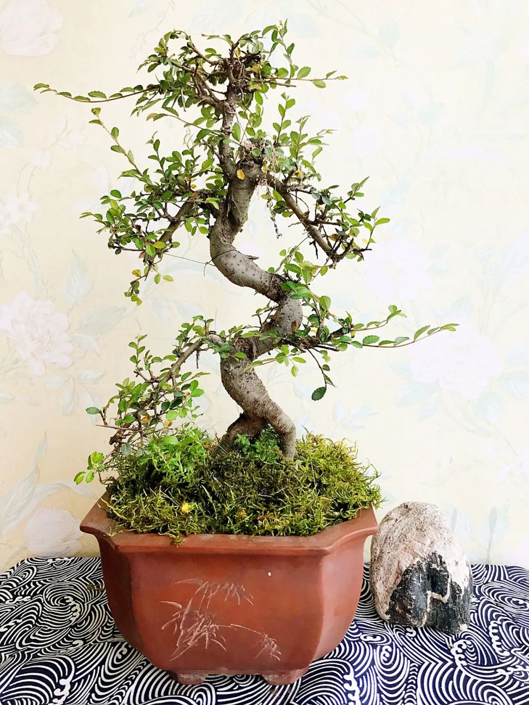 新手榆树盆景造型设计,榆树盆景造型设计教程