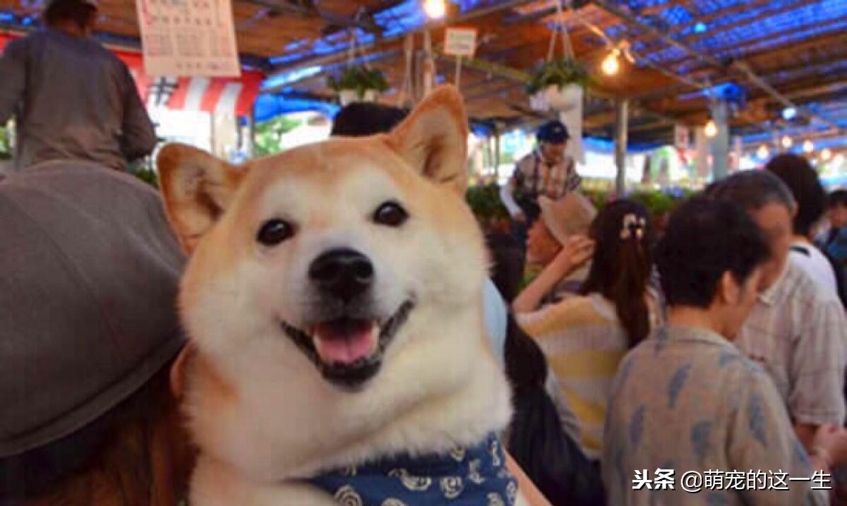 家里狗叫吵到邻居怎么办,狗子乱叫太吵怎么办