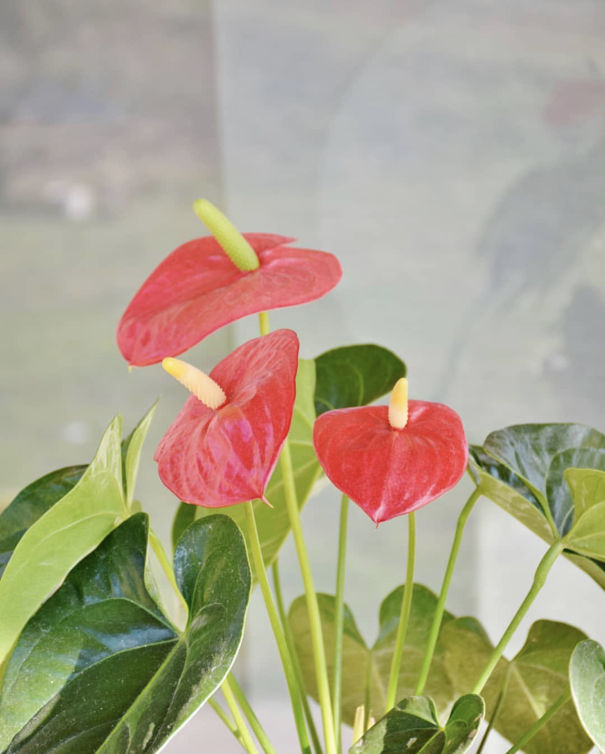 买花时，你“脸盲”了吗？一篇文章分清红掌、火鹤、花烛和安祖