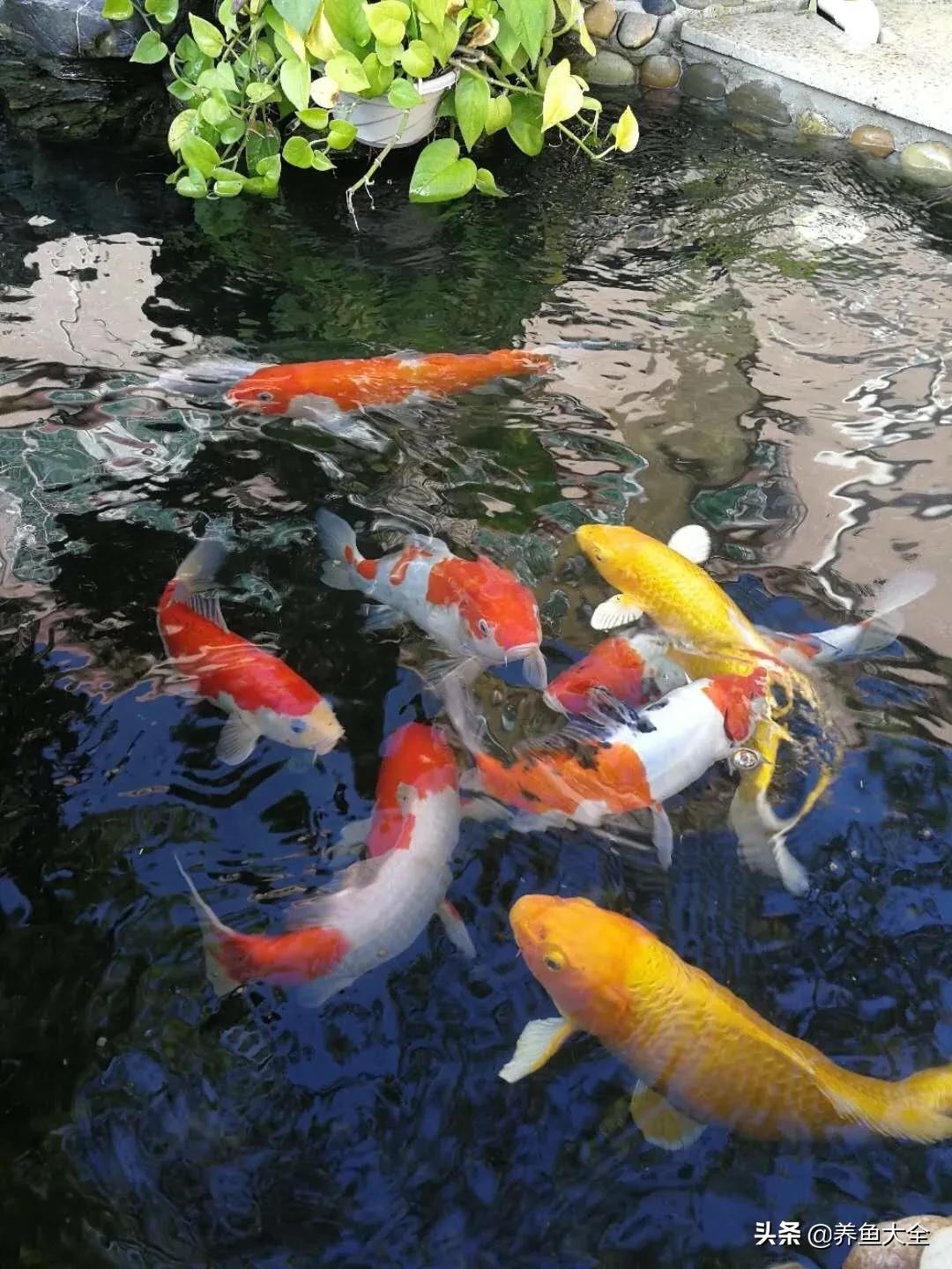 锦鲤喂多了会出现什么情况,锦鲤不养了怎么处理掉