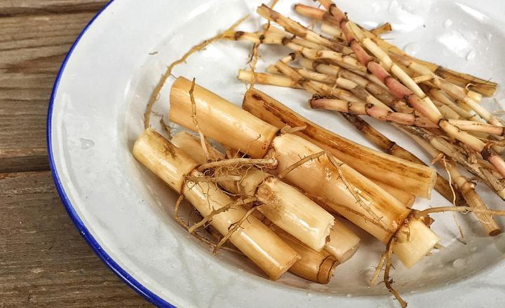 中药桔梗芦根,中药故事芦根