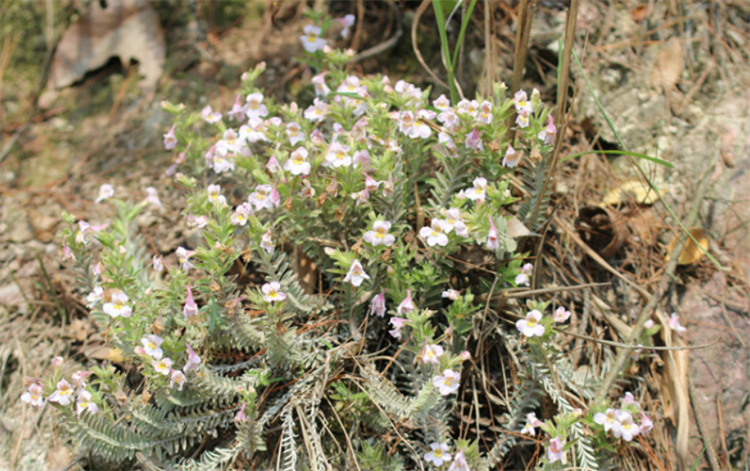 野生中草药鹿茸草,野生白毛鹿茸草