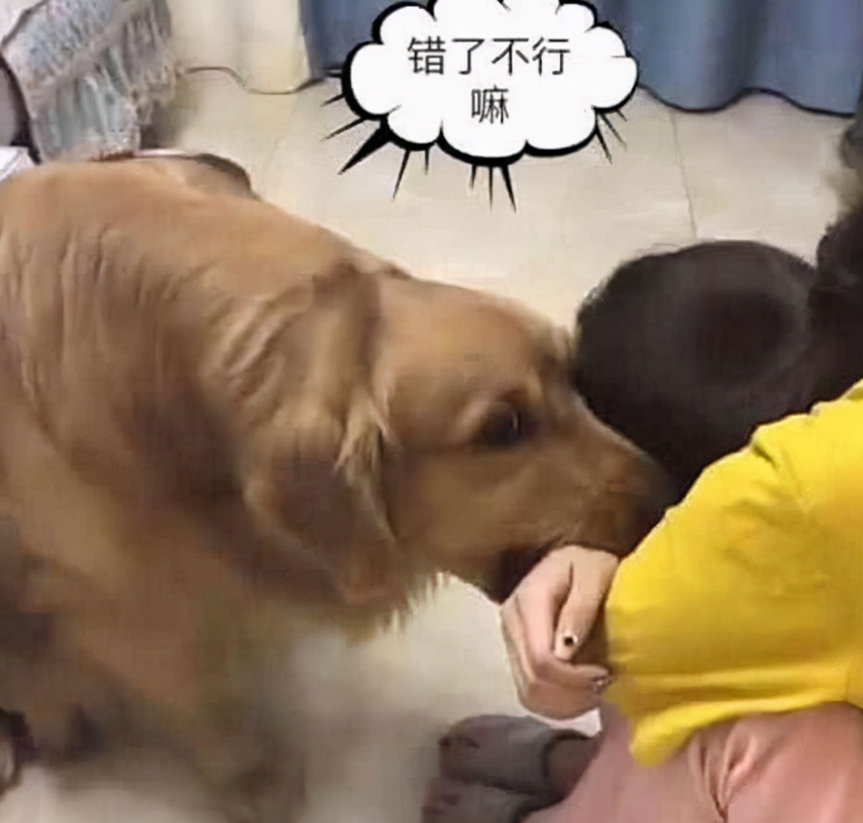 养狗的10个基本常识,养狗这50条小知识主人们都知道吗