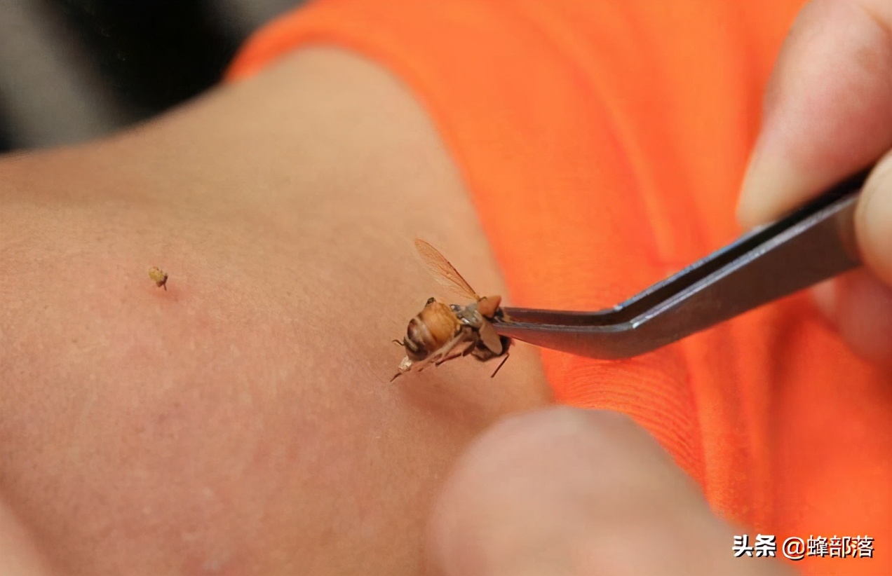 蜜蜂很凶换蜂王能解决吗,蜜蜂换蜂王最佳方法