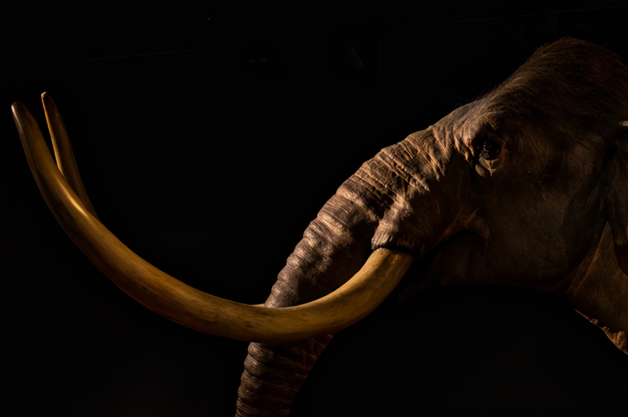 克隆黑足鼬的诞生,黑足鼬被复活