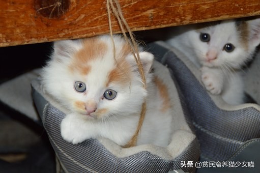 猫咪一直流眼泪的原因和解决方法,猫咪流眼泪泪痕重什么原因