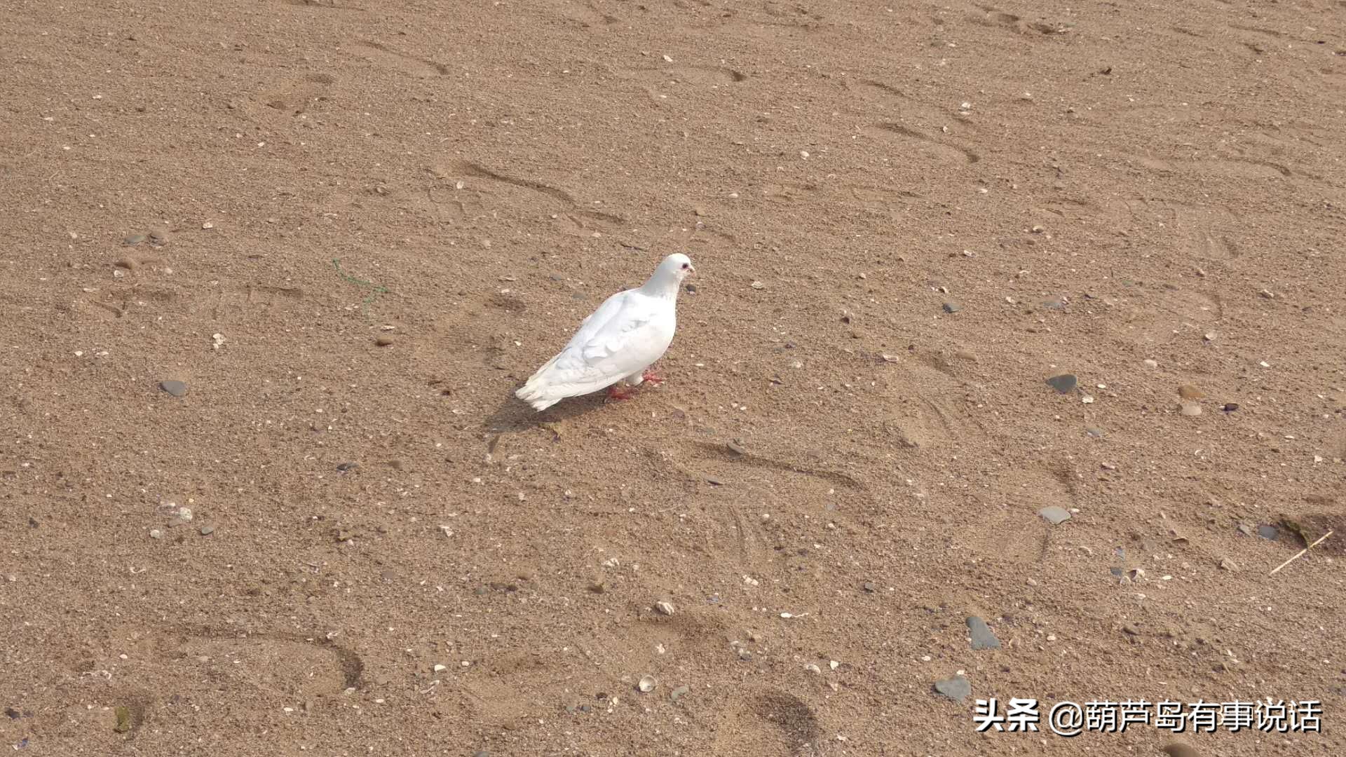 葫芦岛海滩和龙湾海滨,葫芦岛龙湾海滨风景区夜景