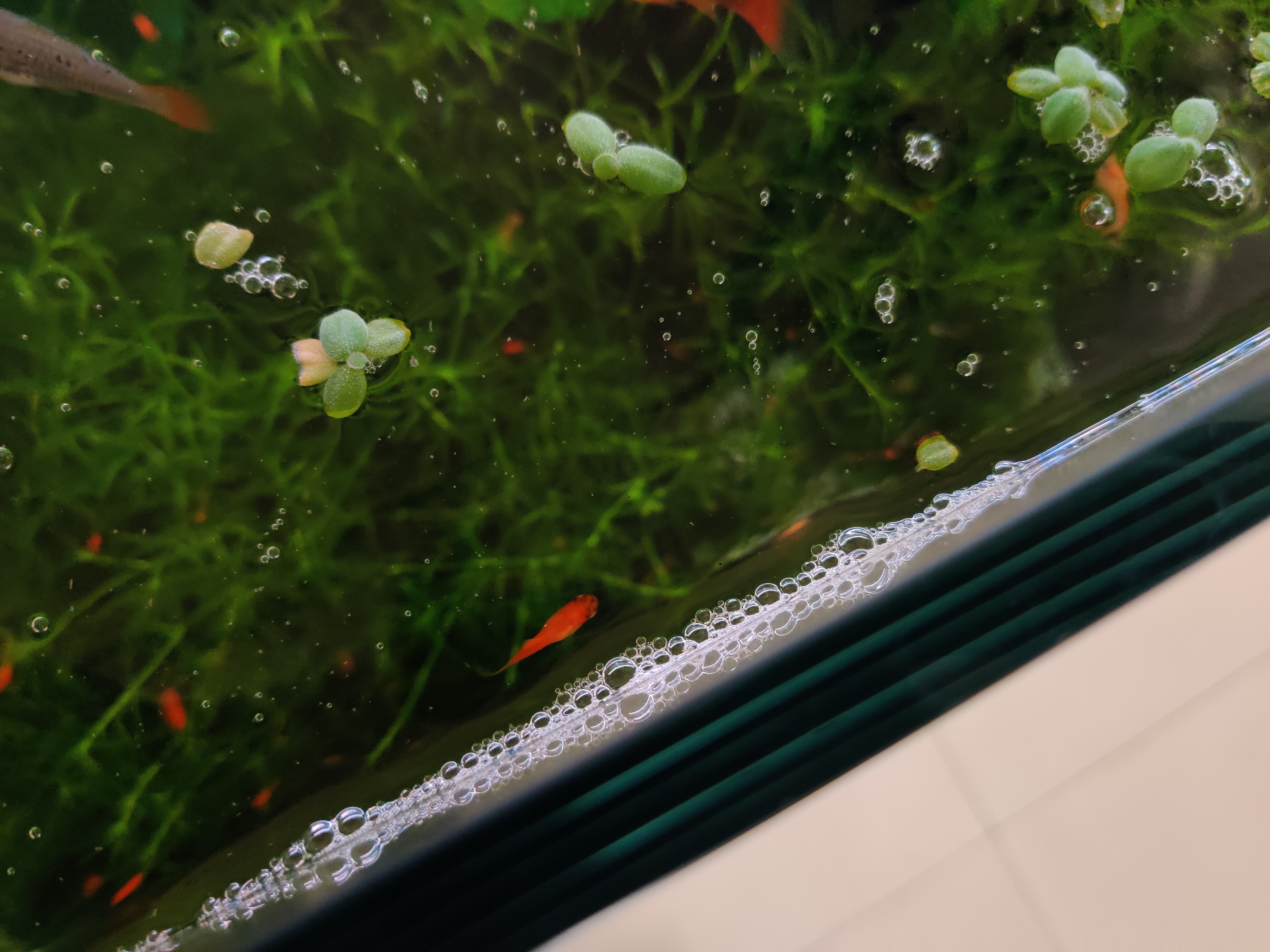 鱼缸水出现大量的泡沫是怎么处理,鱼缸水面有泡沫水质粘稠