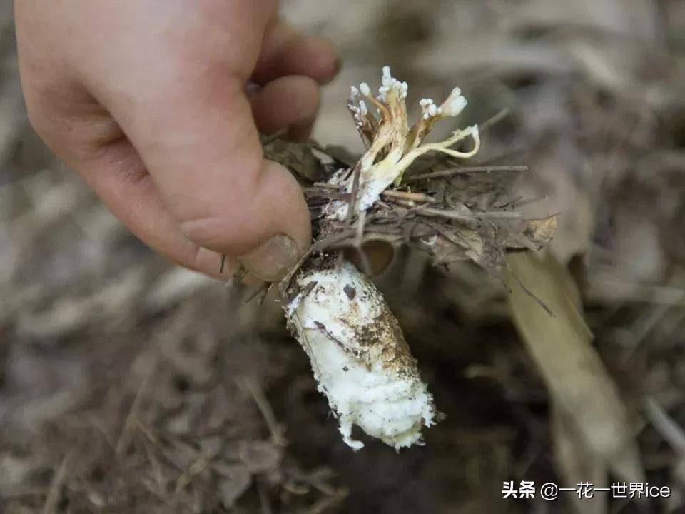 虫子被黄蜂寄生,虫子被寄生了还能活着吗