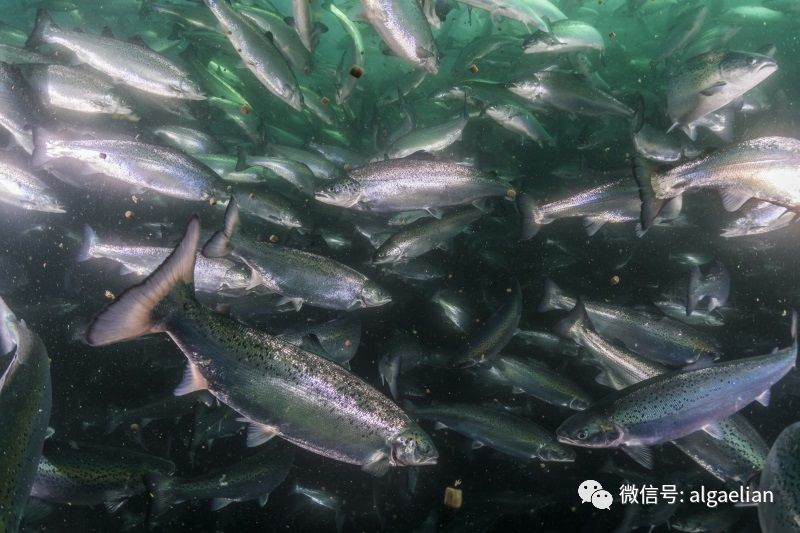 德国零售商将海藻油喂养的鲑鱼放在货架上