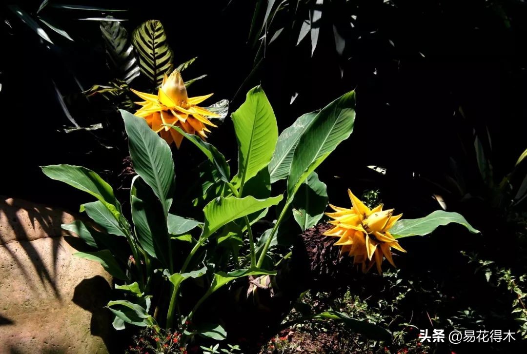 佛教为什么有五树六花,佛教中的五树六花图片