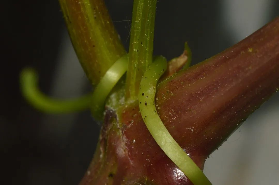 同学们好，今天我们学习的课文是《爬山虎的脚》