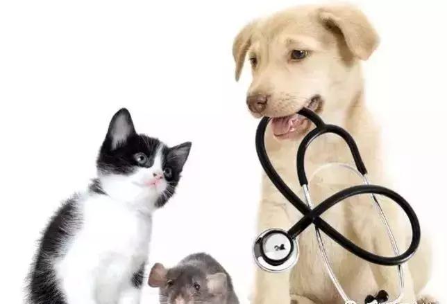 女狗狗该不该做绝育,狗狗做绝育的利与弊