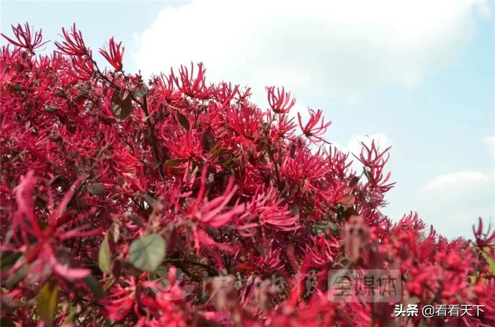 泸州四季花海开放了吗现在,泸州3月赏花胜地心花怒放在哪