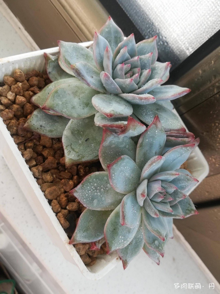 多肉长大了越来越好看,服盆期多肉变小