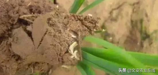 地下害虫怎么防治效果最好,多种地下害虫的防治方法