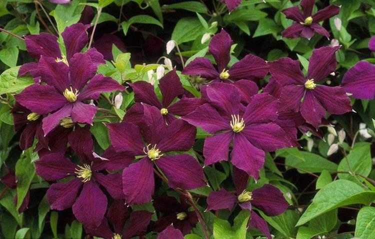 铁线莲叶子晒干了怎么办,铁线莲秋冬的枯叶需要剪掉吗