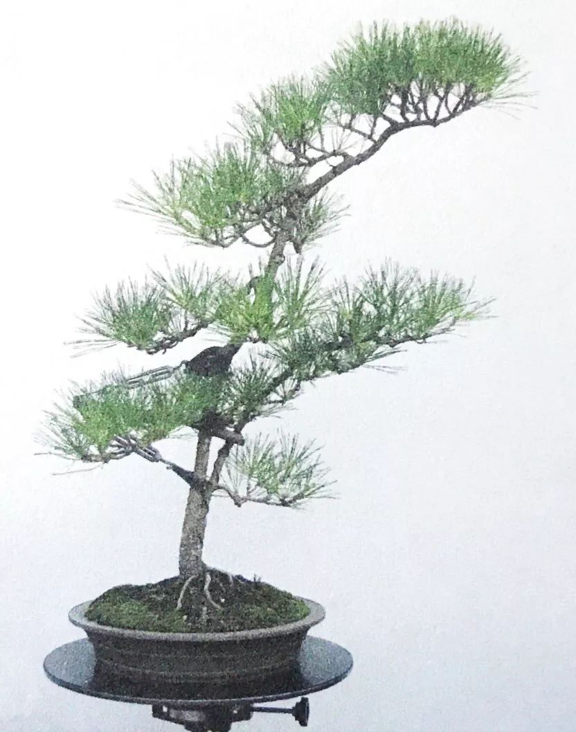 一千元一棵的黑松盆景,1000元左右黑松盆景