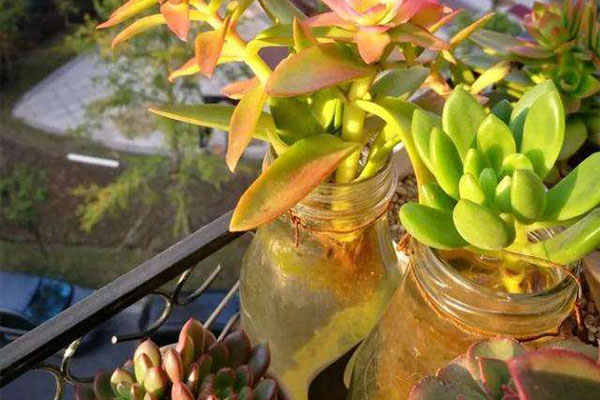 多肉砍头发芽后怎么养护,碧桃多肉砍头扦插可以带着枝条吗