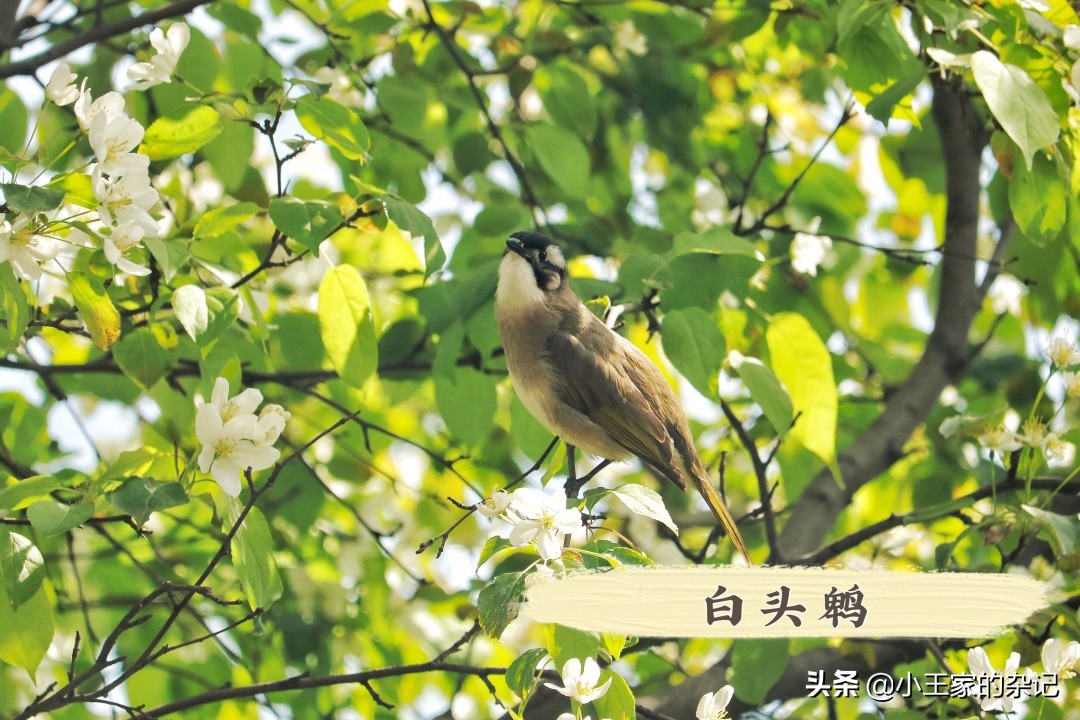 国际爱鸟日天桥岭,国际爱鸟日