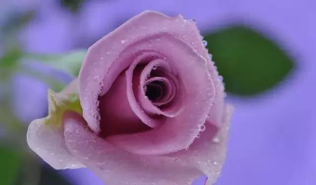 100种玫瑰图片大全,介绍100种不同品种的玫瑰视频