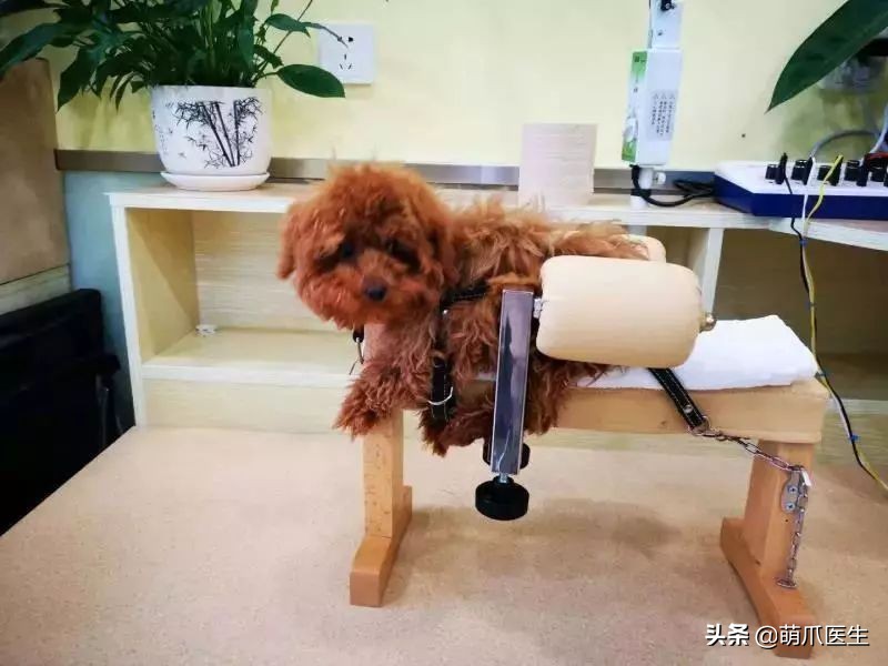 品种猫与土猫的区别,怎么分辨品种猫和土猫