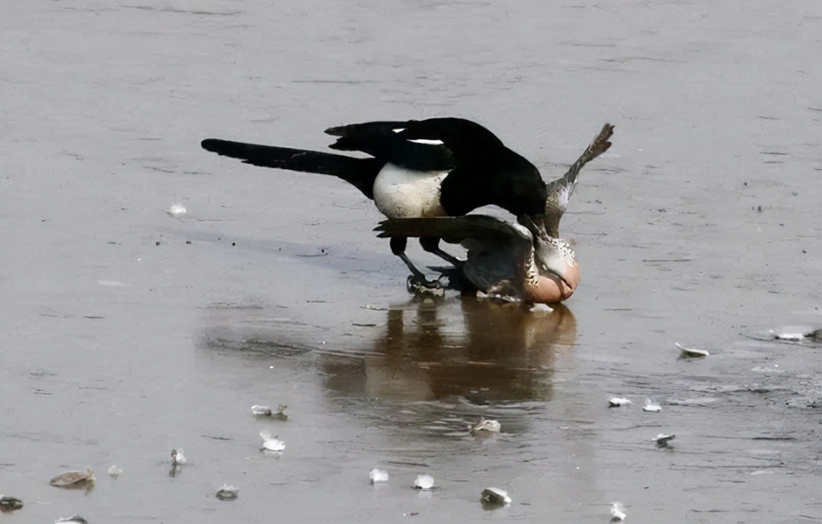 喜鹊的主要特征有哪些,喜鹊的八大特征