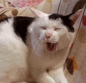 怎样判断铲屎官好坏,铲屎官的鉴定方法视频