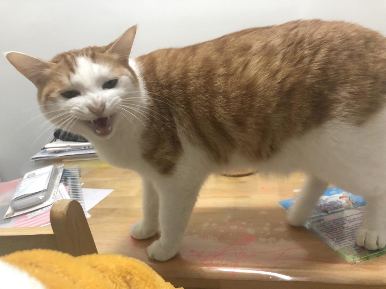 训练猫咪的100种方法,训练猫咪的基本方法和注意事项