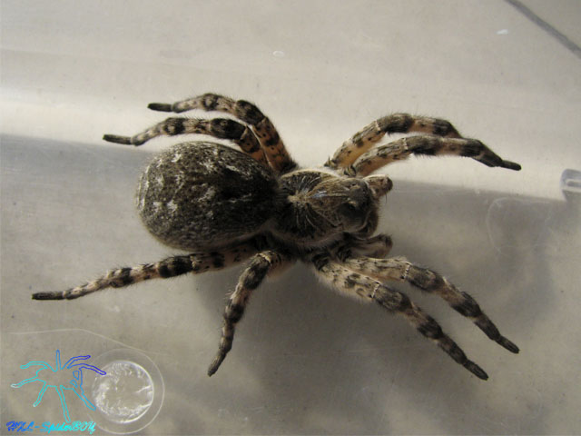 小时候有没有捡到的奇特东西,童年遇到很奇怪的事情