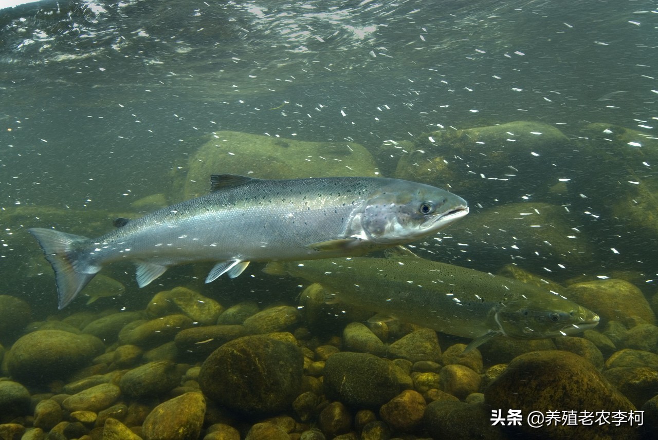虾池水质变黑掉苗怎么办,养虾塘前期水质变清处理方法
