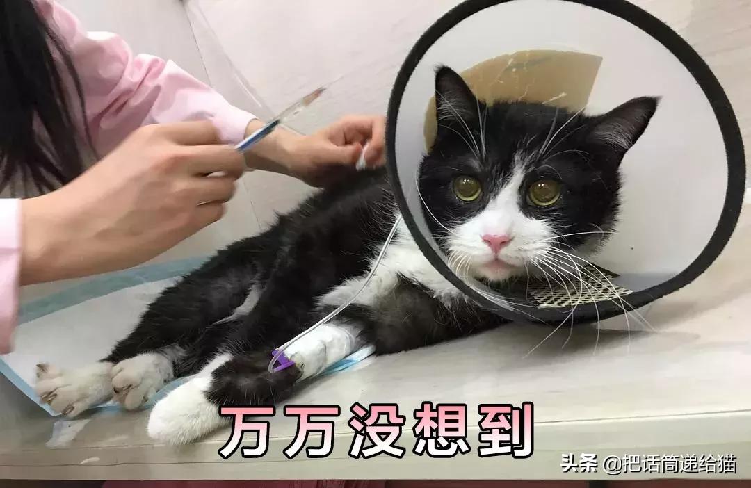 猫故事书籍,猫故事小说