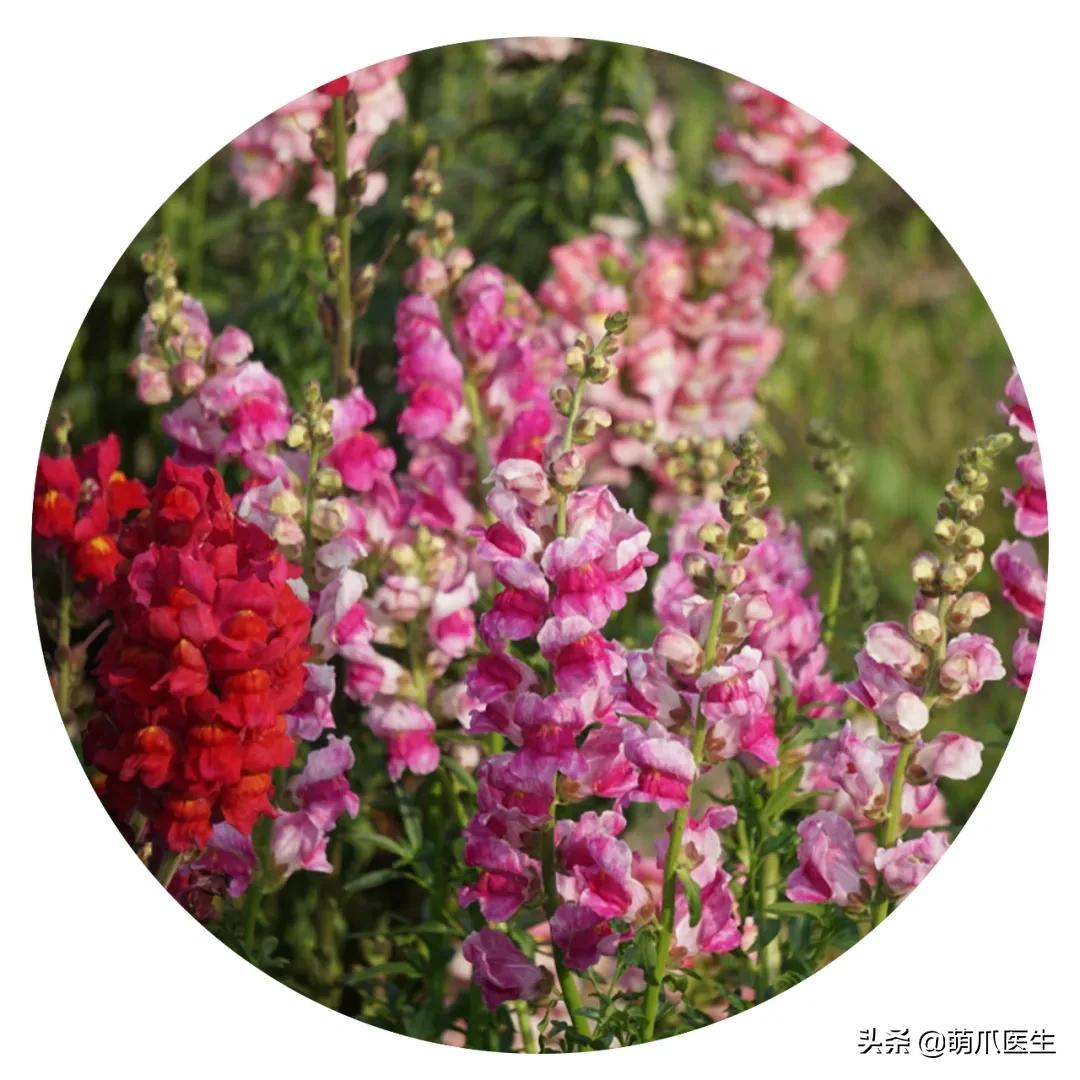 养了猫还适合养鹦鹉吗,养了猫还能养松鼠吗