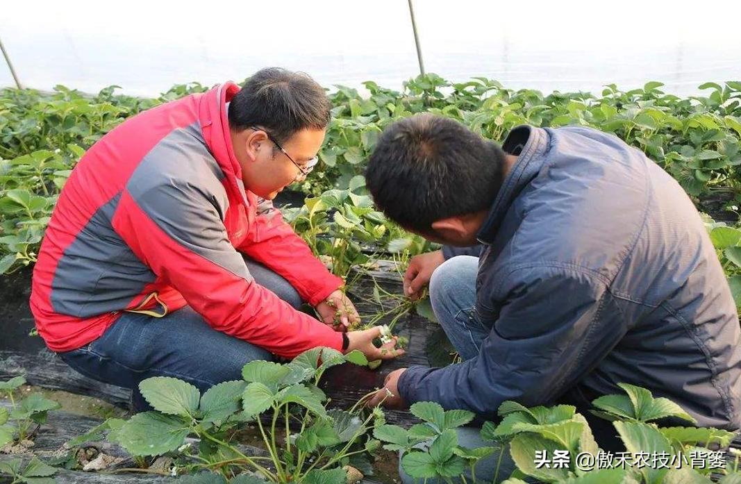 农作物灌根用什么杀菌药效果好,阿维菌素灌根可以防治哪些病害