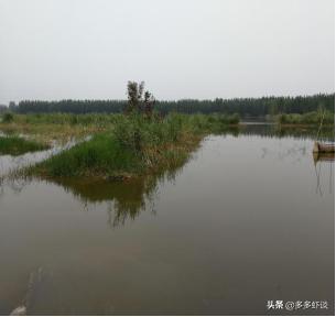 虾蟹高效养殖方法和技术,虾蟹混养如何提高青虾的养殖效益