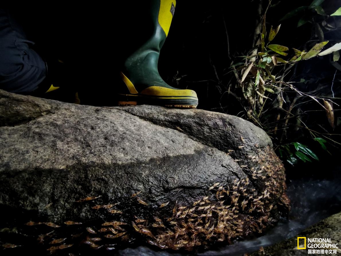 这些上岸夜游的虾虾，每年会吸引超过10万名游客