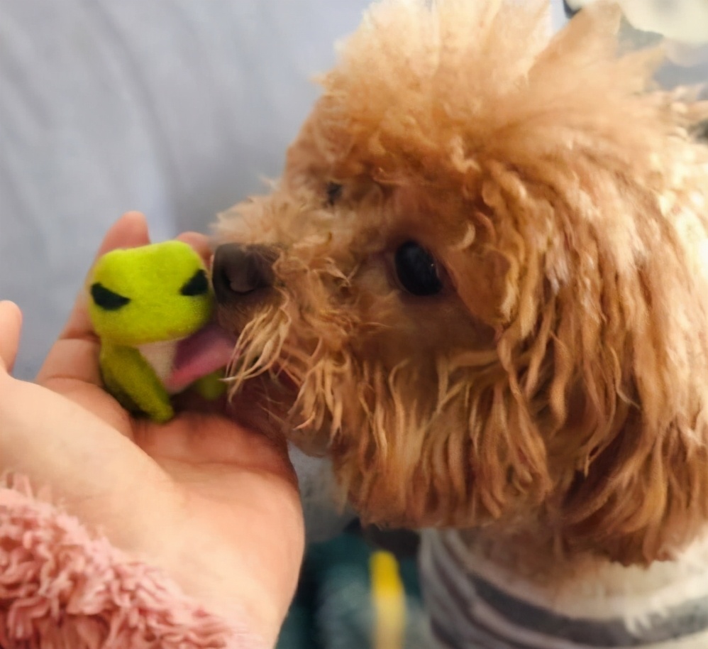 泰迪总爱“舔”你?也许它想告诉你这些事