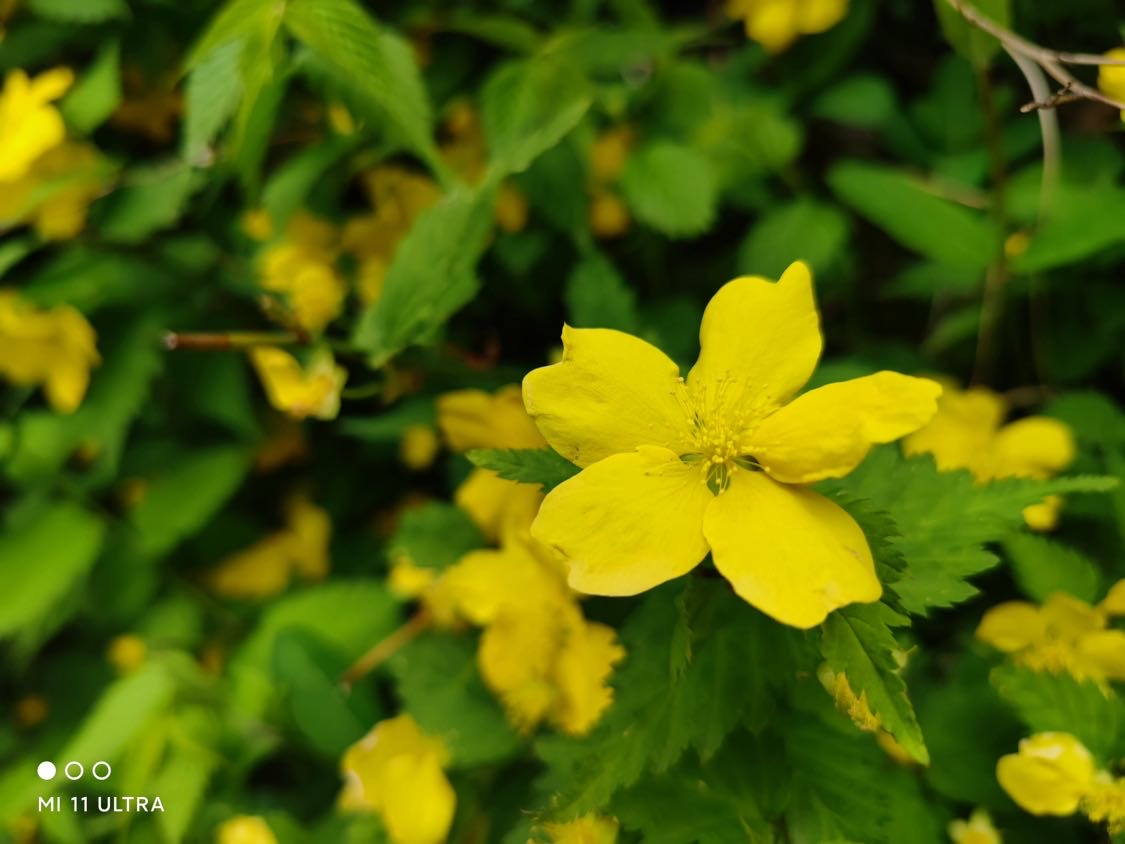 带着小米11ultra去旅行,小米12sultra川西行