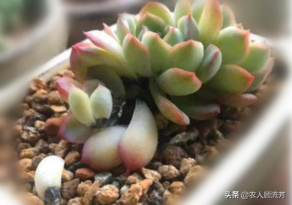 多肉玉蝶叶片有黑斑怎么办,玉蝶多肉叶片霉烂是怎么回事