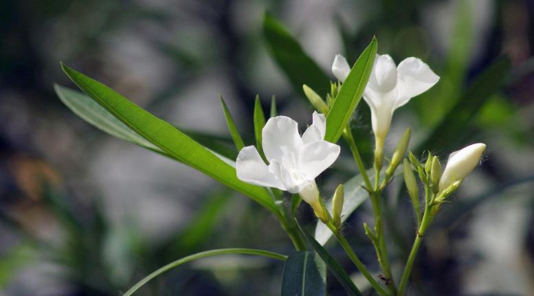 赞美夹竹桃花诗句名句,有关夹竹桃的诗句