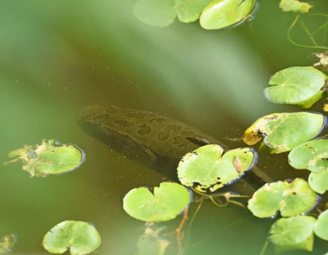 黑鱼常识,关于黑鱼的科普知识介绍
