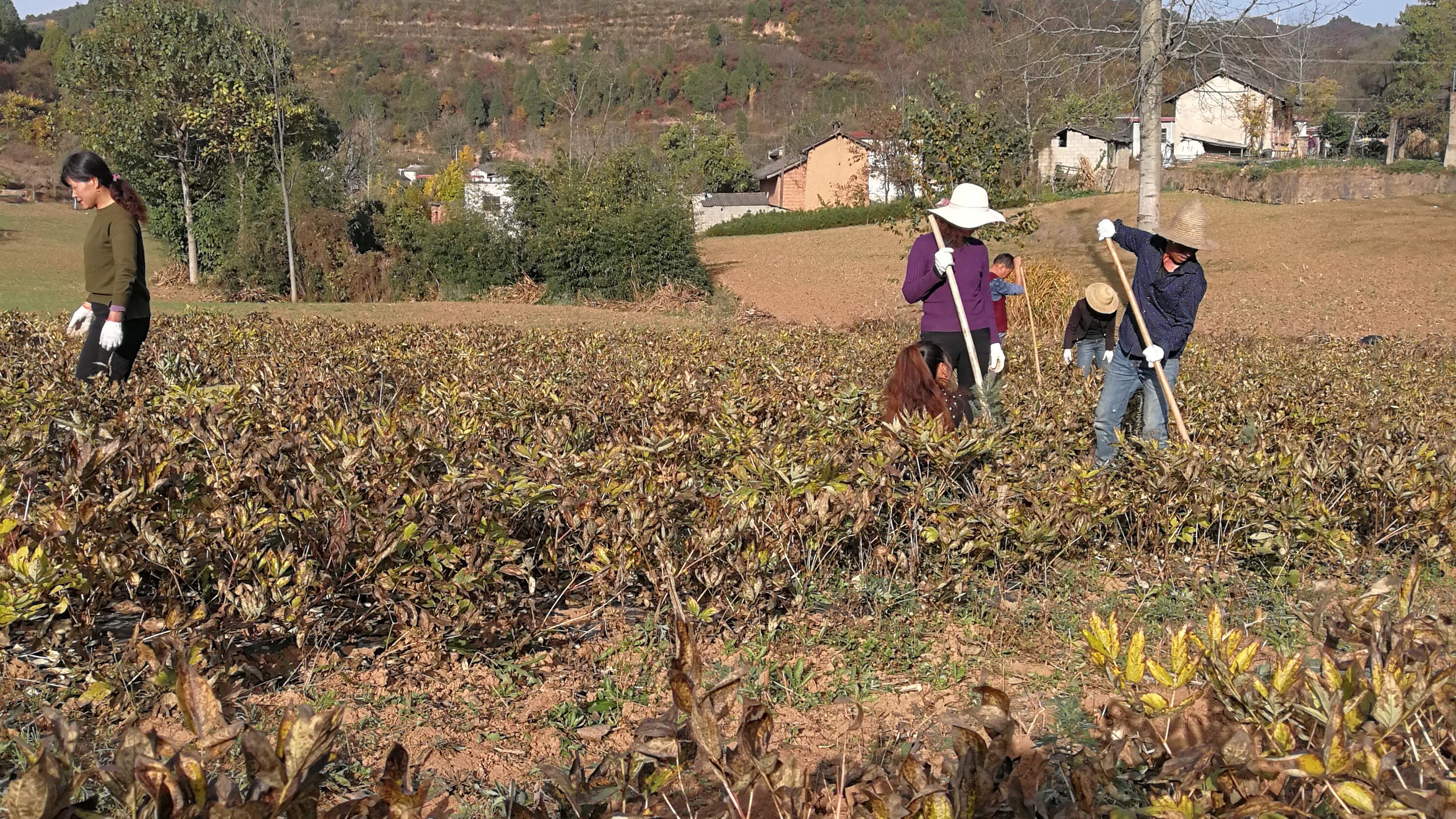 春雷响万物忙生长,惊蛰万物长春耕农事忙